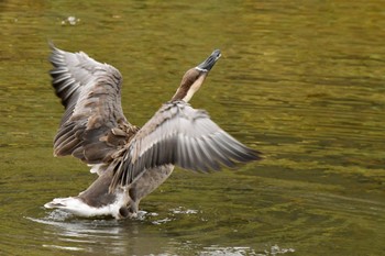 サカツラガン 福岡市 2022年11月23日(水)