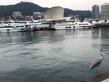 アオサギ 軍艦島 2022年11月22日(火)