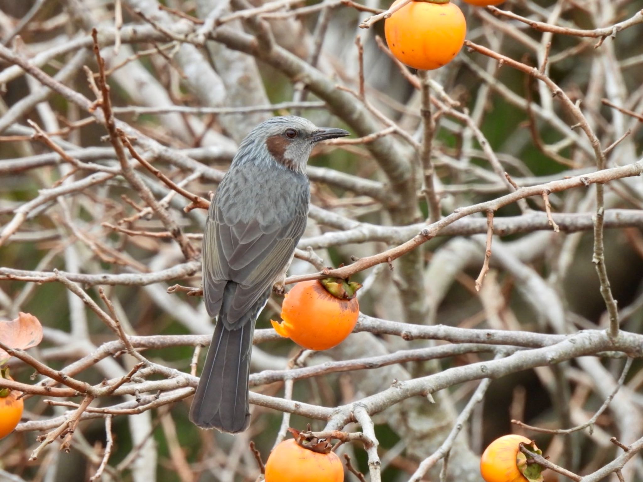 Brown-eared Bulbul