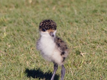 Masked Lapwing Unknown Spots Wed, 11/23/2022