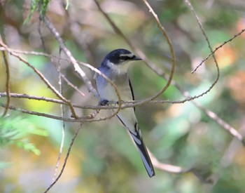 リュウキュウサンショウクイ 多摩地区 2022年11月22日(火)