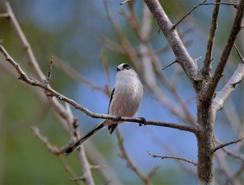 Long-tailed Tit 多摩地区 Tue, 11/22/2022