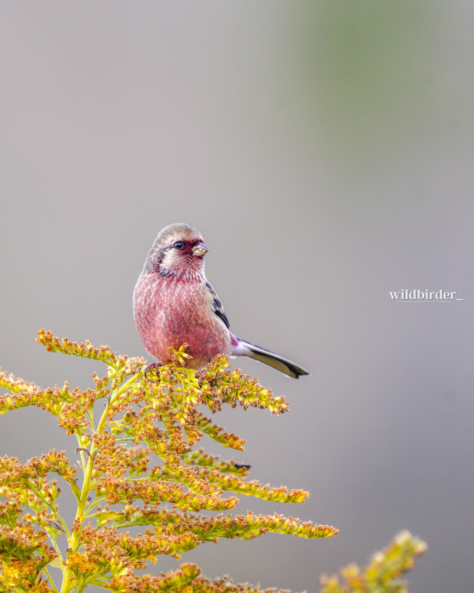  ベニマシコの写真 by wildbirder_