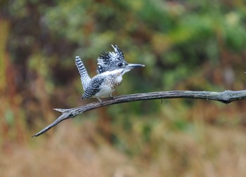 2022年11月23日(水) 南アルプス邑野鳥公園の野鳥観察記録