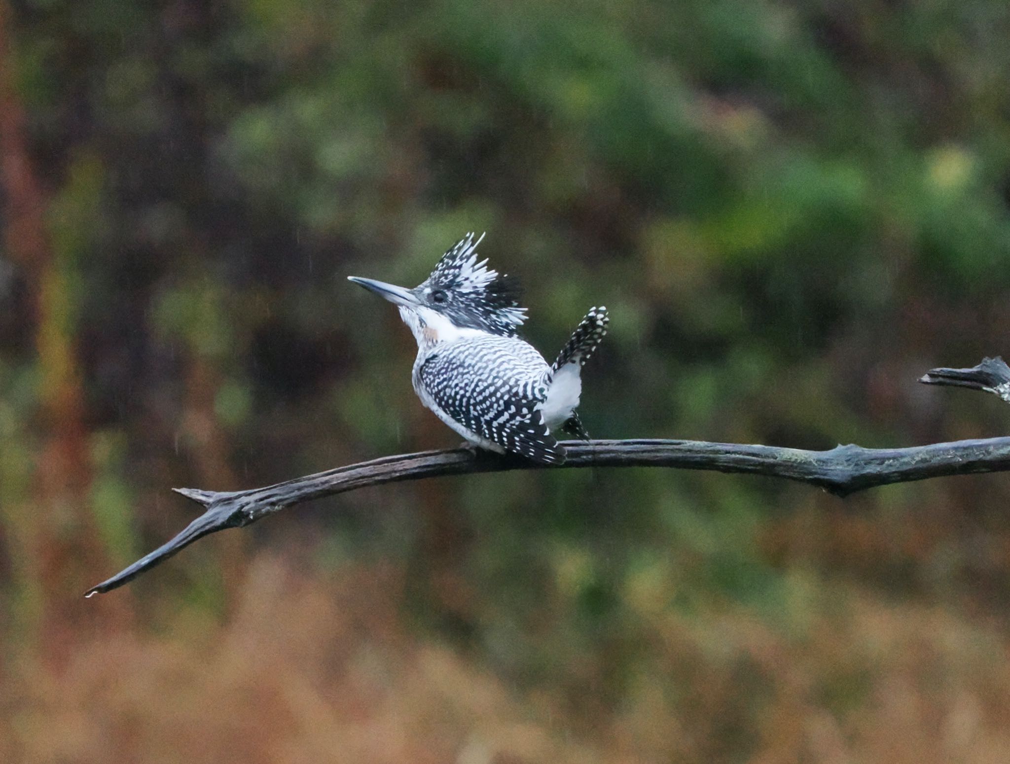 Photo of Crested Kingfisher at 南アルプス邑野鳥公園 by okamooo