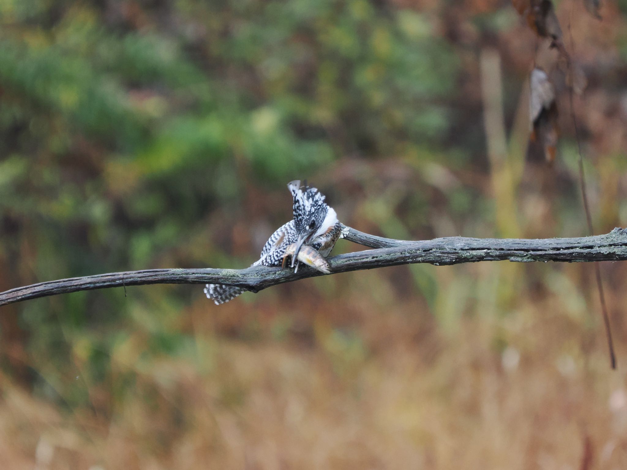 Photo of Crested Kingfisher at 南アルプス邑野鳥公園 by okamooo