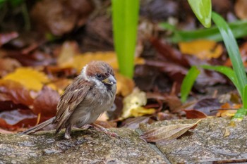 Eurasian Tree Sparrow 檜町公園(東京ミッドタウン) Wed, 11/23/2022