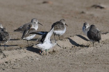 Dunlin 千里浜(石川県羽咋市) Sat, 11/19/2022