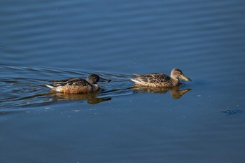 ハシビロガモ 境川遊水地公園 2022年11月22日(火)