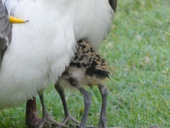 Masked Lapwing Royal Botanic Gardens Sydney Wed, 11/23/2022