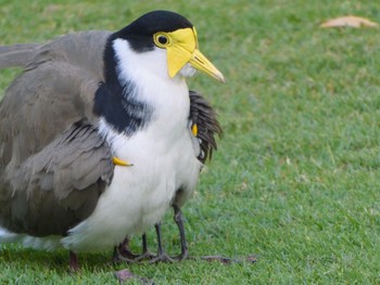 Masked Lapwing Royal Botanic Gardens Sydney Wed, 11/23/2022