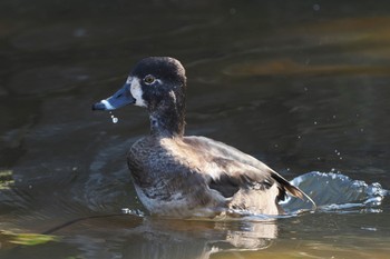 クビワキンクロ こども自然公園 (大池公園/横浜市) 2022年11月12日(土)