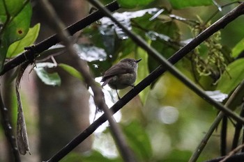 Mountain Thornbill