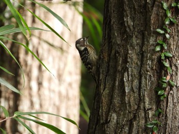 Japanese Pygmy Woodpecker 朝日山公園 Sun, 10/23/2022