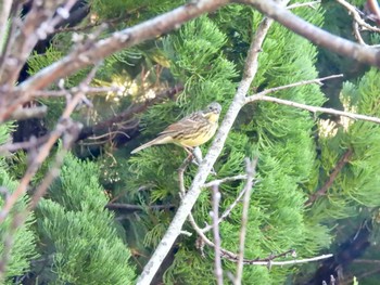 Masked Bunting 自宅 Thu, 11/24/2022