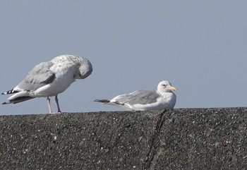 カナダカモメ 銚子漁港 2022年11月17日(木)