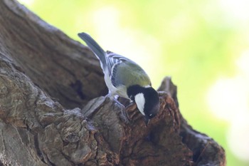 シジュウカラ 明石公園 2022年10月16日(日)