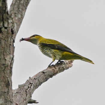 Black-naped Oriole Khao Mai Keao Reservation Park Sun, 11/20/2022