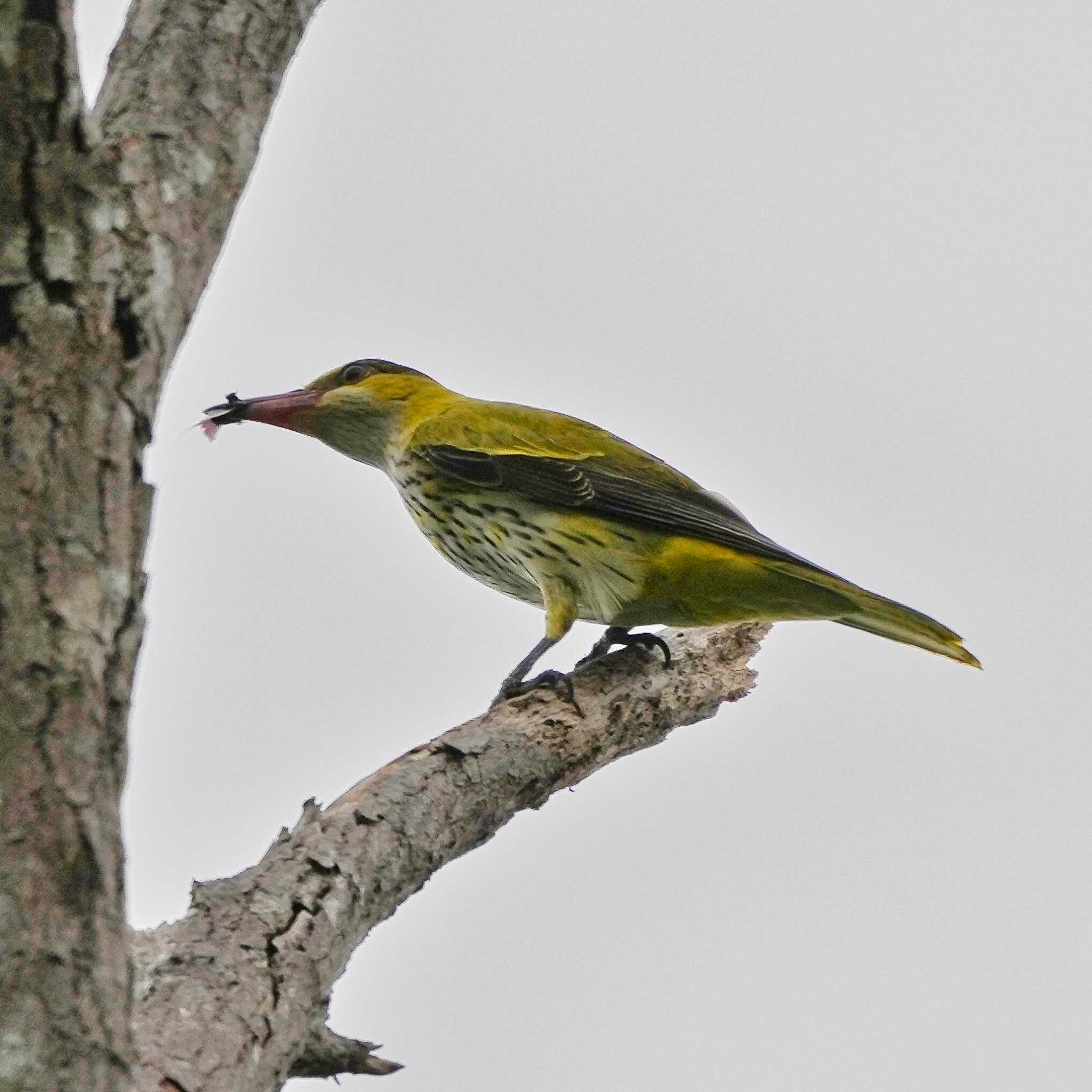 Photo of Black-naped Oriole at Khao Mai Keao Reservation Park by span265