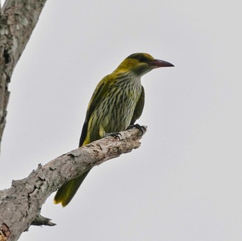 Black-naped Oriole Khao Mai Keao Reservation Park Sun, 11/20/2022