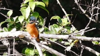 Common Kingfisher 栗林公園 Mon, 11/21/2022