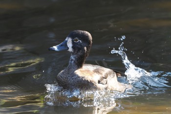 クビワキンクロ こども自然公園 (大池公園/横浜市) 2022年11月12日(土)