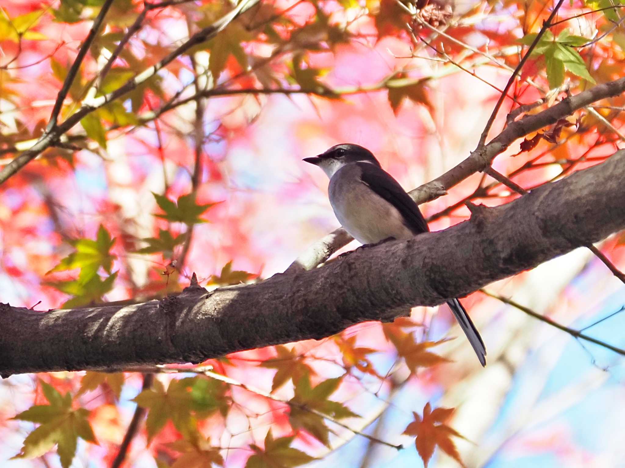  リュウキュウサンショウクイの写真 by y-kuni