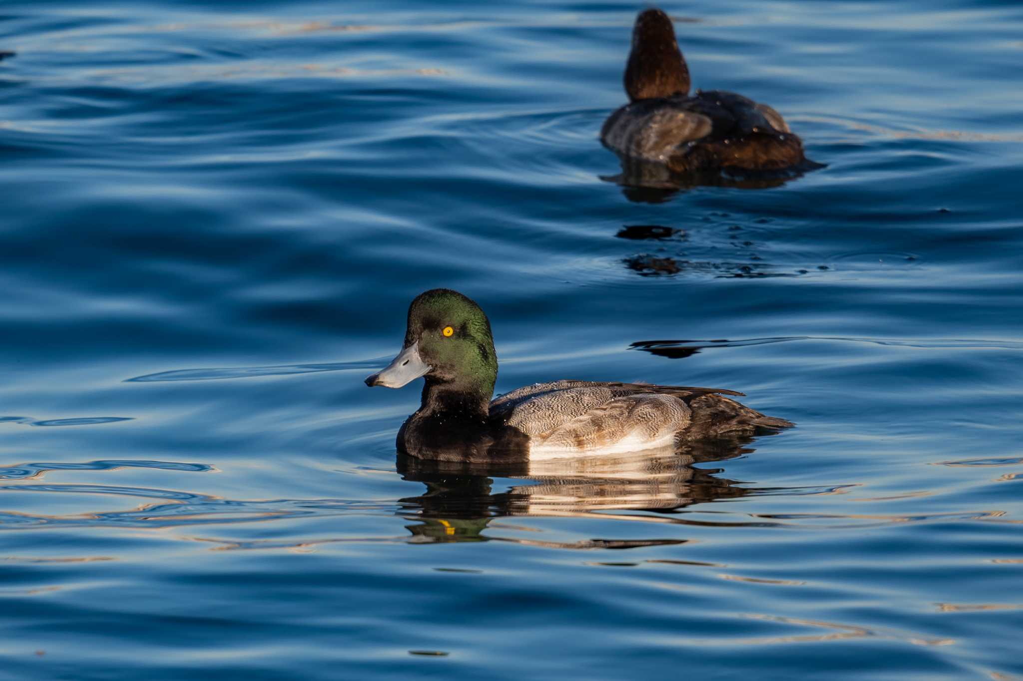 山下公園 スズガモの写真 by Tosh@Bird