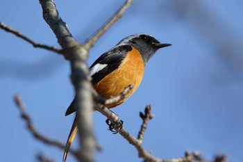 Daurian Redstart 小牧市四季の森 Tue, 2/27/2018