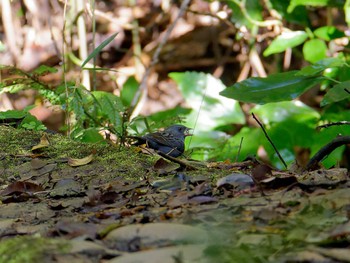 Grey Bunting 氷取沢市民の森 Thu, 11/24/2022