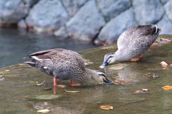 カルガモ 夙川河川敷緑地(夙川公園) 2022年10月23日(日)