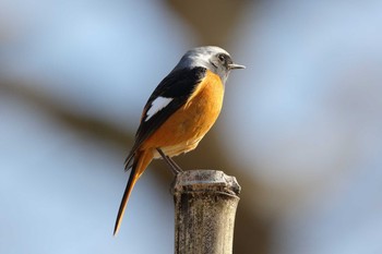 Daurian Redstart 小牧市四季の森 Tue, 2/27/2018