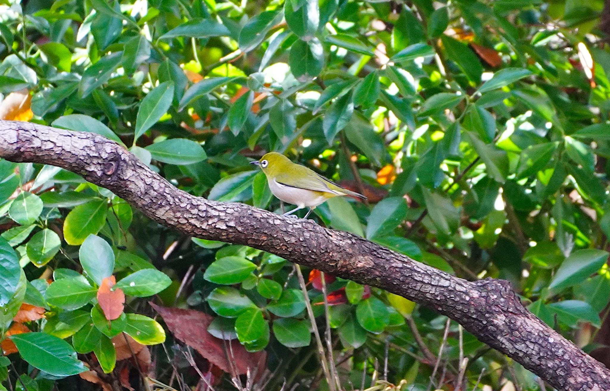 Photo of Warbling White-eye at Osaka castle park by アルキュオン