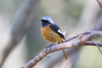 Daurian Redstart 小牧市四季の森 Tue, 2/27/2018