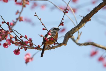 Daurian Redstart 小牧市四季の森 Tue, 2/27/2018