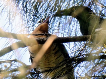 Channel-billed Cuckoo Mowbray Park, Lane Cove North, NSW, Australia Thu, 11/24/2022