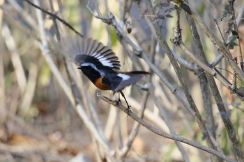 Daurian Redstart 小牧市四季の森 Tue, 2/27/2018