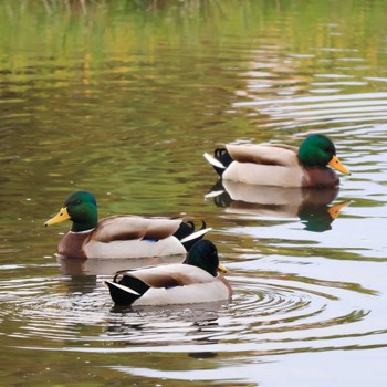 Mallard 浮島ヶ原自然公園 Thu, 11/24/2022