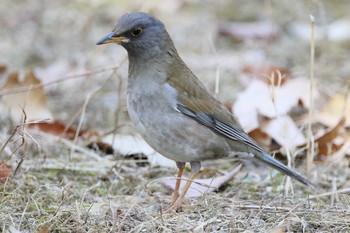 Pale Thrush 小牧市四季の森 Tue, 2/27/2018