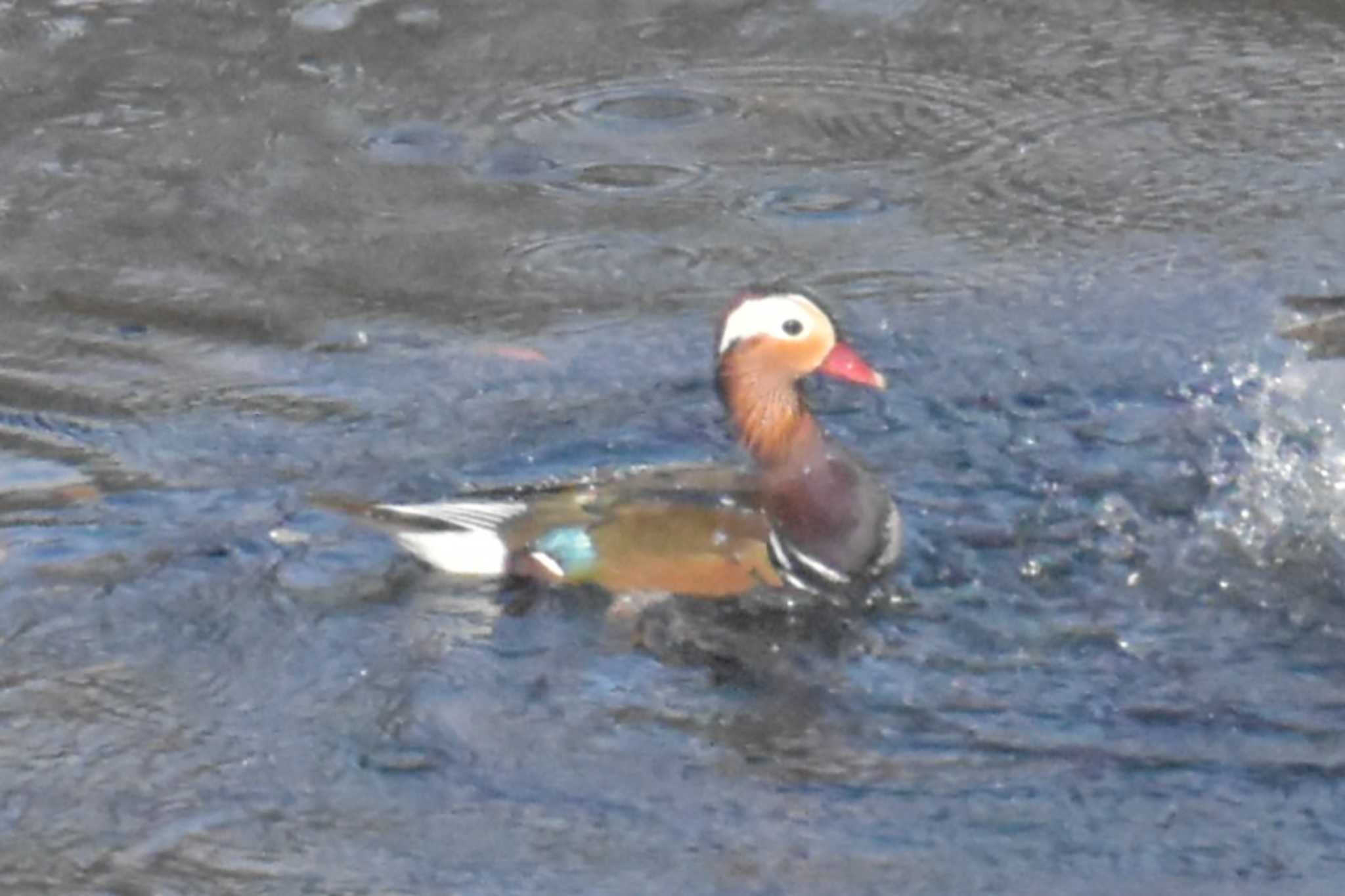 Photo of Mandarin Duck at 三木総合防災公園 by Shunsuke Hirakawa