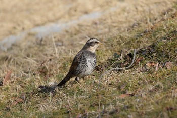 Dusky Thrush 小牧市四季の森 Tue, 2/27/2018