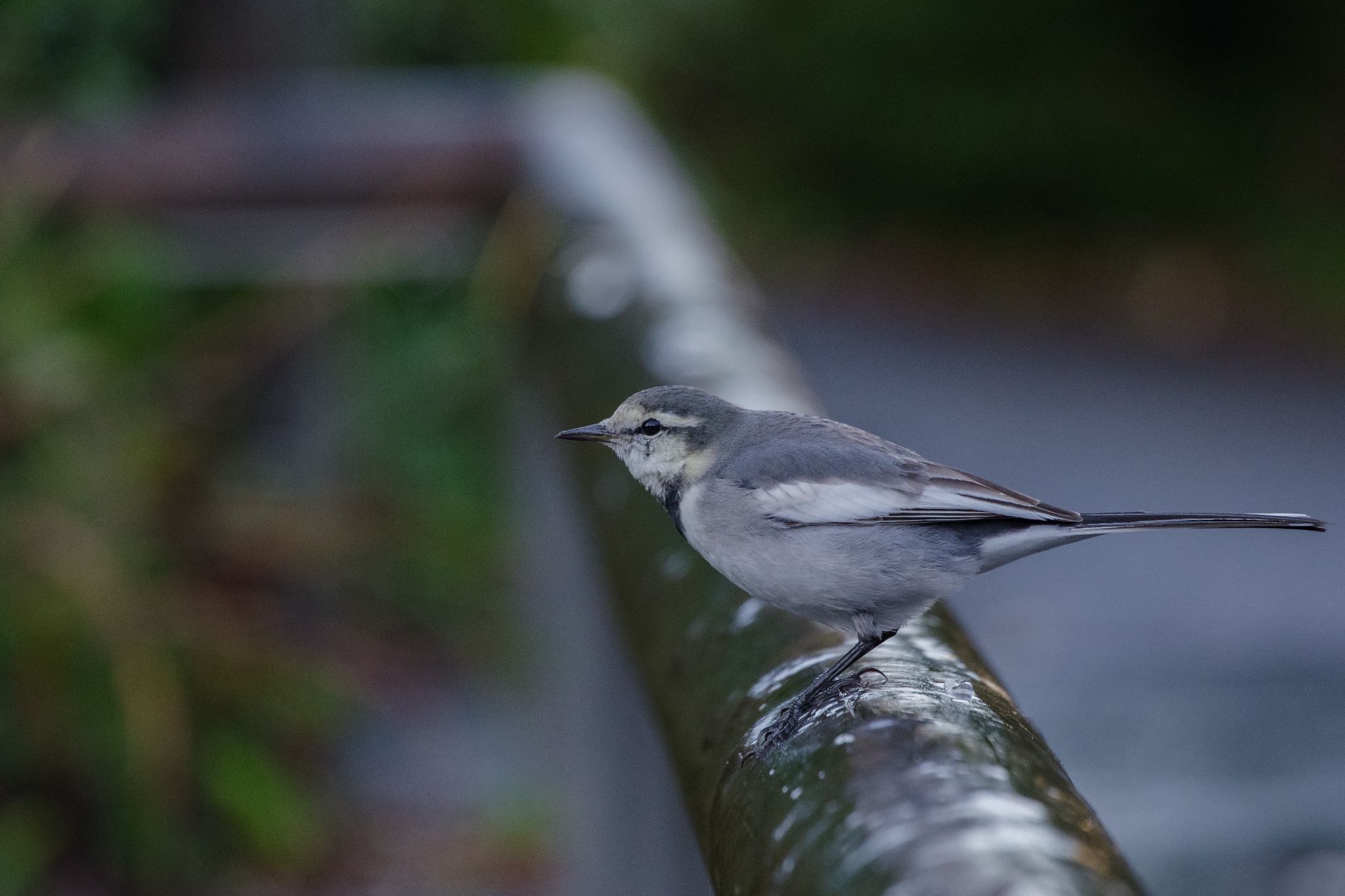 檜町公園(東京ミッドタウン) ハクセキレイの写真 by Marco Birds