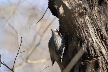 Brown-eared Bulbul 小牧市四季の森 Tue, 2/27/2018