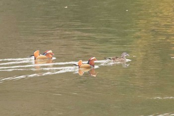 Mandarin Duck 堺市内 Tue, 11/22/2022