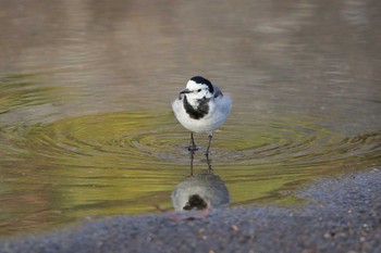 White Wagtail 小牧市四季の森 Tue, 2/27/2018