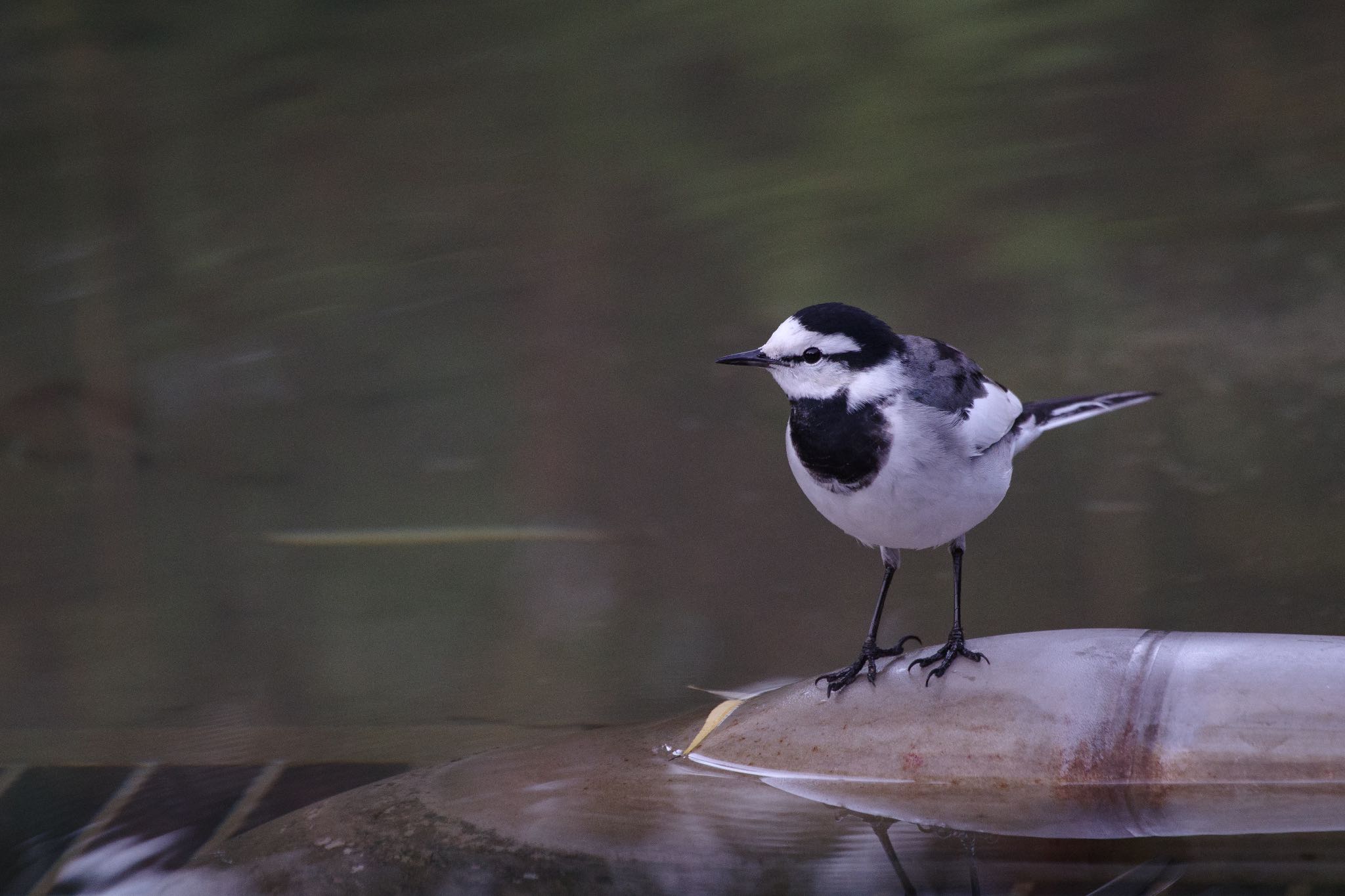 檜町公園(東京ミッドタウン) ハクセキレイの写真 by Marco Birds