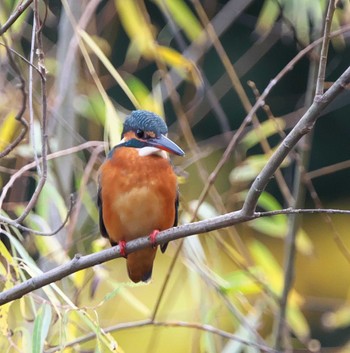 Common Kingfisher 東京都多摩地域 Tue, 11/22/2022