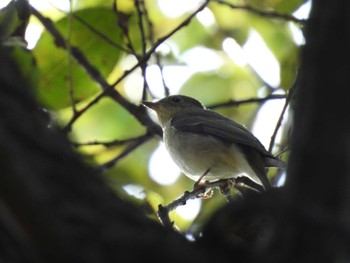 コサメビタキ 秋ヶ瀬公園(野鳥の森) 2022年10月21日(金)