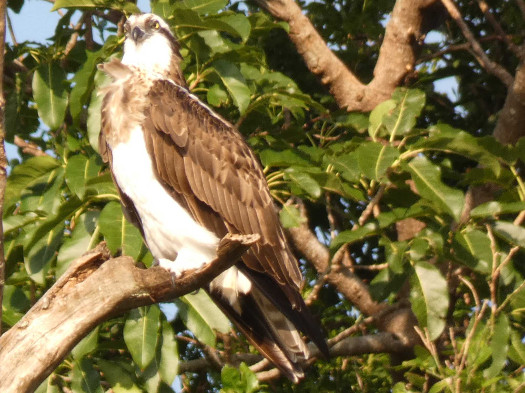 Photo of Osprey at Yoron Island by あおこん