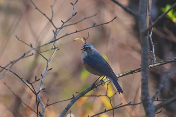 Red-flanked Bluetail Unknown Spots Thu, 11/24/2022